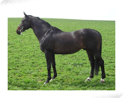 Quintet ( Quoniam III - 637 Orbita po Almanach ) plemeník, nejlepší český kůň na GP CSIO Poděbrady 2002
